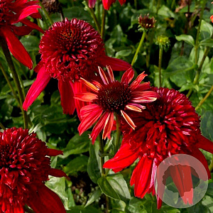 Echinacea 'Eccentric' GM P9