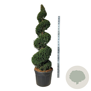 Taxus baccata 175-200 cm cont. 90L spiraal