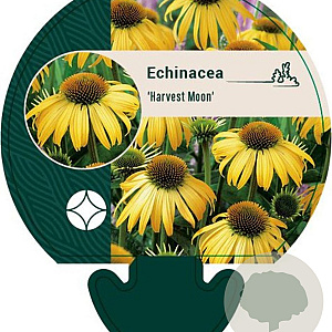 Echinacea 'Harvest Moon' GM P9