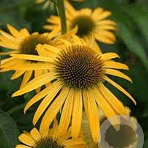 Echinacea 'Harvest Moon' GM P9