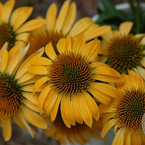 Echinacea 'Harvest Moon' GM P9