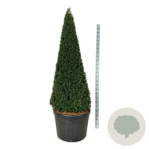 Taxus baccata 200-225 cm cont. 180L Pir. op stam