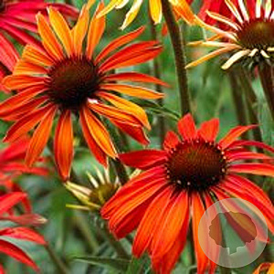 Echinacea 'Hot Summer' GM P9