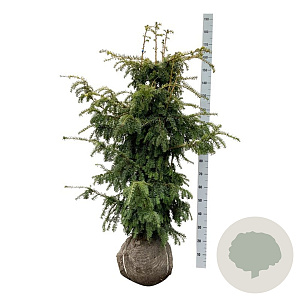 Taxus b. 'Dovastonii Aurea' 120-140 cm met kluit extra