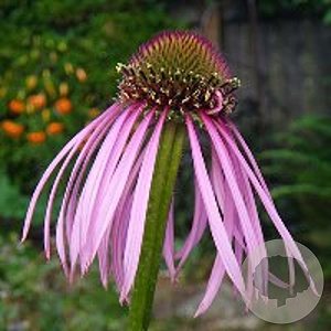 Echinacea pallida GM P9