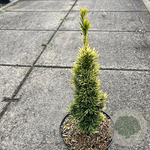 Taxus b. 'Standishii' 30-40 cm 5,0L
