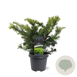 Taxus b. 'Summergold' 30-40 cm 5,0L