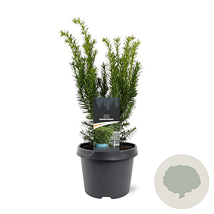 Taxus media 'Densiformis' 25-30 cm 3,5L