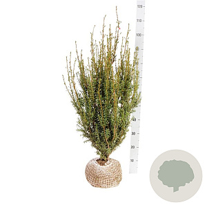 Taxus media 'Hicksii' 60-80 cm met kluit