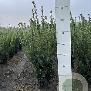 Taxus media 'Hicksii' 60-80 cm met kluit