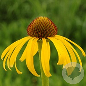 Echinacea paradoxa GM P9