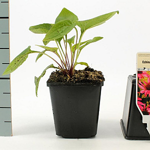 Echinacea purpurea GM P9
