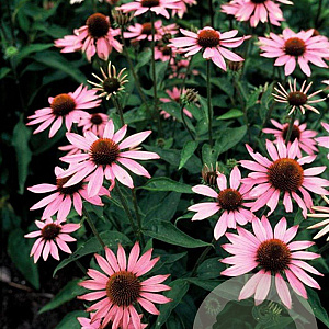 Echinacea purpurea GM P9
