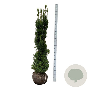Taxus media 'Viridis' 160-180 cm met kluit extra