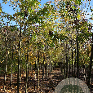 Tetradium daniellii hupehensis 16-18 HO draadkluit