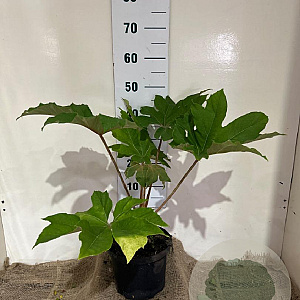 Tetrapanax papyrifer 'Rex' 30-40 cm 5,0L