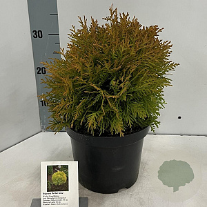 Thuja occ. 'Amber Glow' 20-25 cm 3,0L
