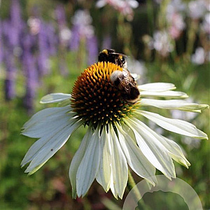 Echinacea p. 'Alba' GM P9