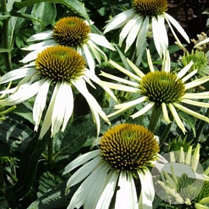 Echinacea p. 'Alba' GM P9