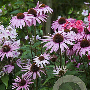 Echinacea p. 'Augustkönigin' GM P9