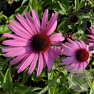 Echinacea p. 'Augustkönigin' GM P9