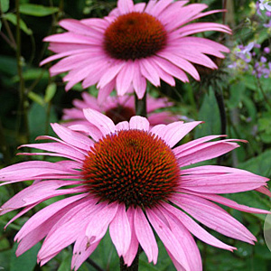 Echinacea p. 'Augustkönigin' GM P9