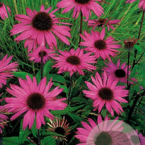 Echinacea p. 'Augustkönigin' GM P9