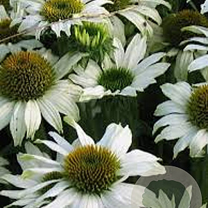 Echinacea p. 'Avalanche' GM P9