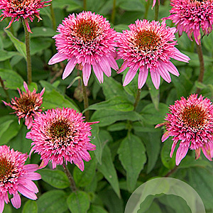 Echinacea p. 'Butterfly Kissis' GM P9