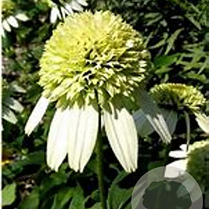 Echinacea p. 'Coconut Lime' GM P9