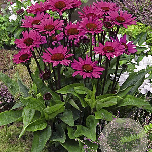 Echinacea p. 'Fatal Attraction' GM P9
