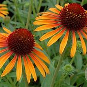 Echinacea p. 'Flame Thrower' GM P9