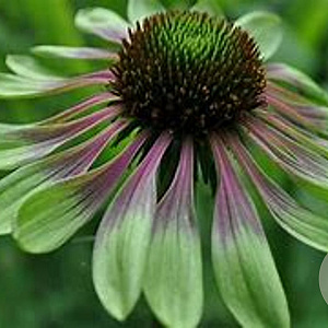 Echinacea p. 'Green Envy' GM P9