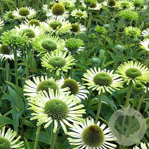 Echinacea p. 'Green Jewel' GM P9