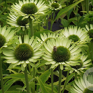 Echinacea p. 'Green Jewel' GM P9