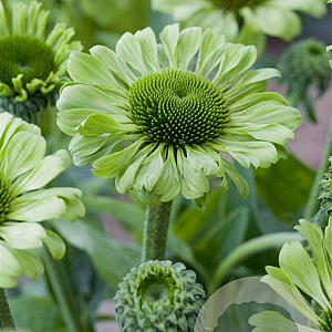 Echinacea p. 'Green Jewel' GM P9