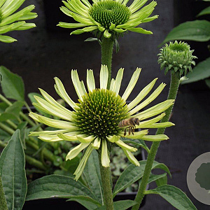 Echinacea p. 'Green Jewel' GM P9
