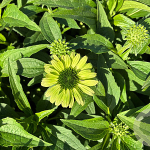 Echinacea p. 'Green Jewel' GM P9