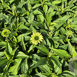 Echinacea p. 'Green Jewel' GM P9