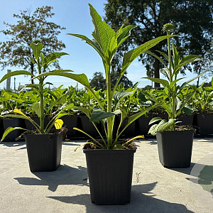 Echinacea p. 'Green Jewel' GM P9