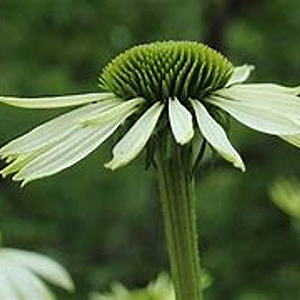 Echinacea p. 'Jade' GM P9