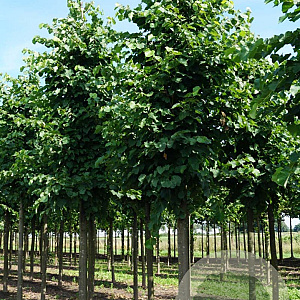 Tilia flavescens 'Glenleven' 30-35 HO draadkluit 250 cm stam
