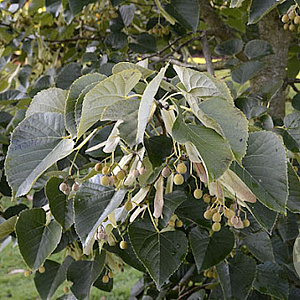 Tilia mandshurica 12-14 HO draadkluit