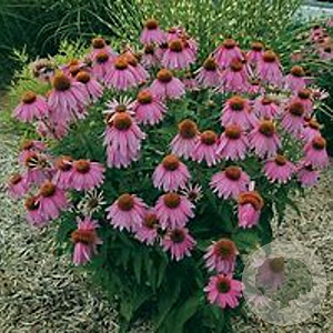 Echinacea p. 'Kim's Knee High' GM P9
