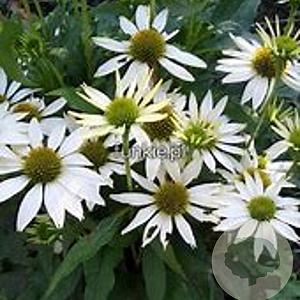 Echinacea p. 'Kim's Mop Head' GM P9