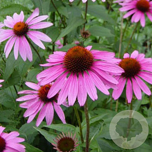 Echinacea p. 'Little Magnus' GM P9