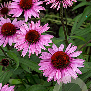 Echinacea p. 'Magnus Superior' GM P9
