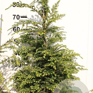 Tsuga canadensis 80-100 cm met kluit
