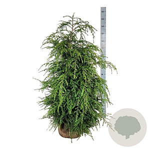 Tsuga canadensis 100-125 cm met kluit extra
