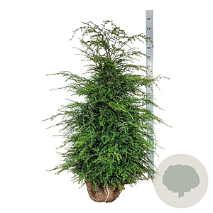 Tsuga canadensis 125-150 cm met kluit extra